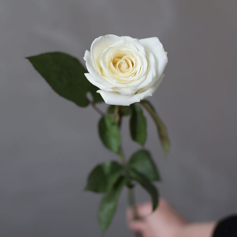 Розы оптом в Кишиневе