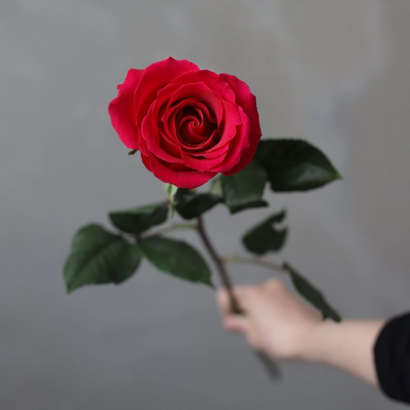 Красные розы оптом в Кишиневе