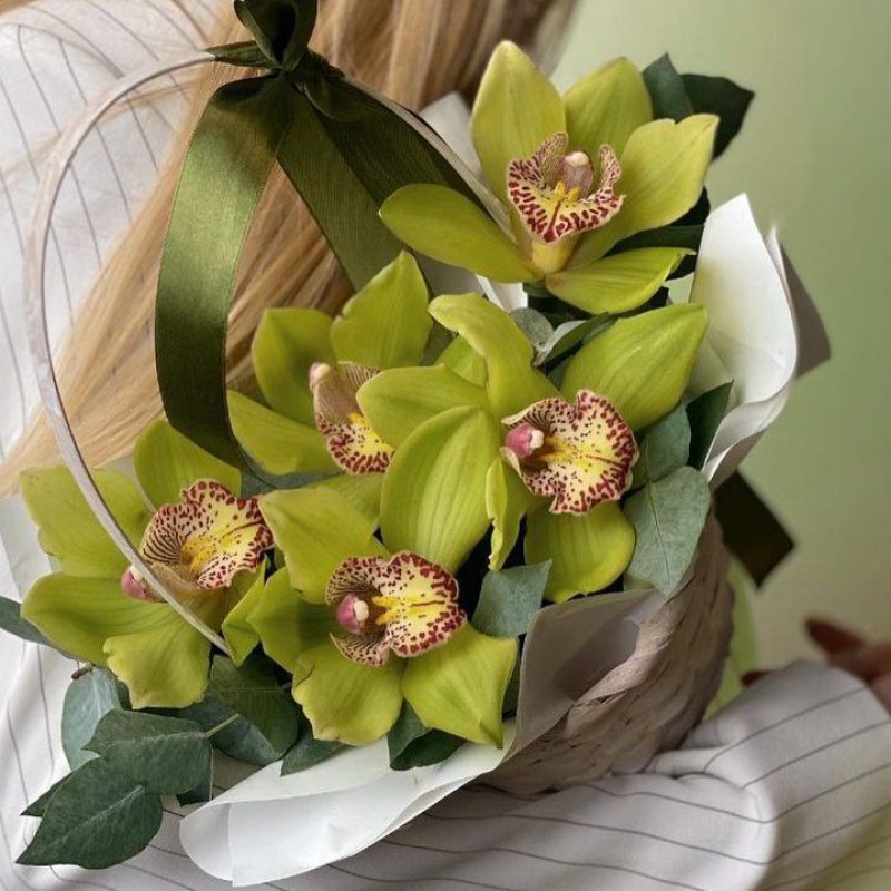 Зеленая орхидея в Кишиневе